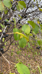 Rhamnus cathartica