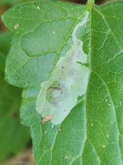 Calycomyza eupatorivora