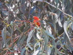 Drepanis coccinea
