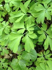 Corydalis cava