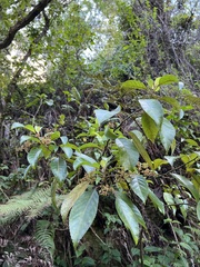 Perrottetia sandwicensis