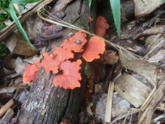 Aegithus burmeisteri