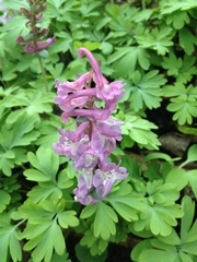 Corydalis cava