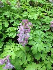 Corydalis cava
