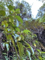 Perrottetia sandwicensis