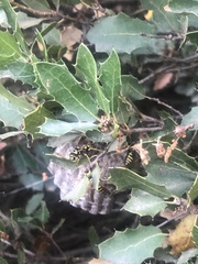 Eumenes mediterraneus