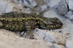 Sceloporus anahuacus