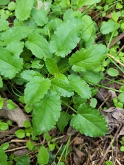 Stachys floridana