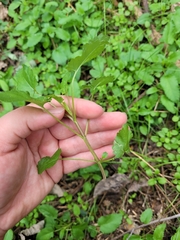 Stachys floridana