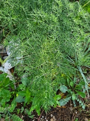 Ferula