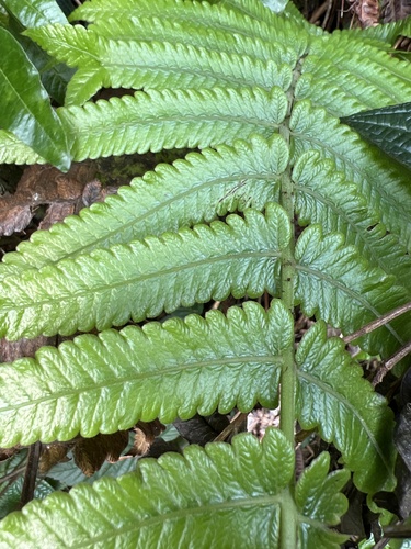 Hoiokula sandwicensis observed 2022-11-09