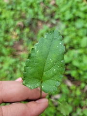 Stachys floridana