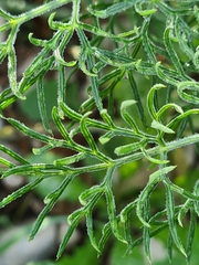 Ferula