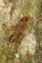 Oecophylla longinoda