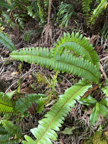 Nephrolepis cordifolia observed 2022-11-09