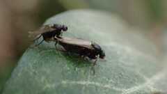 Phorinae