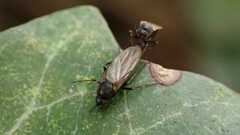 Phorinae