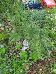 Ferula