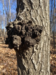 Agrobacterium radiobacter