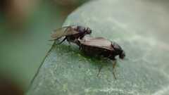 Phorinae