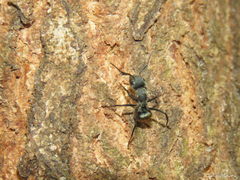 Camponotus arboreus