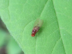 Drosophila