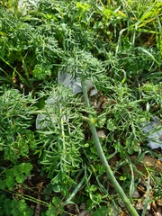 Ferula