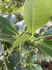 Ilex anomala