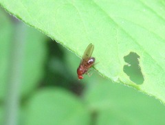 Drosophila