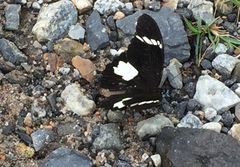 Papilio nephelus sunatus