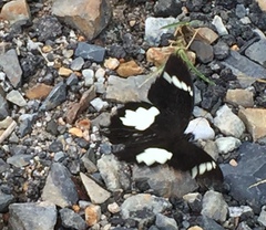 Papilio nephelus sunatus