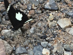 Papilio nephelus sunatus