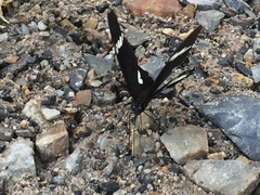 Papilio nephelus sunatus