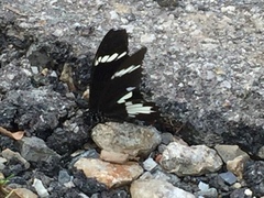 Papilio nephelus sunatus