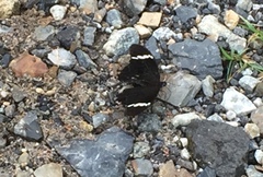 Papilio nephelus sunatus
