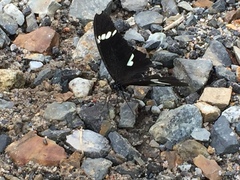 Papilio nephelus sunatus