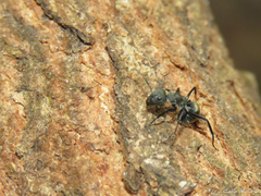Camponotus arboreus