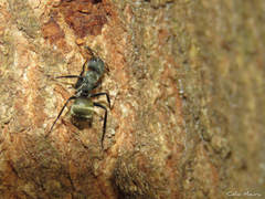 Camponotus arboreus