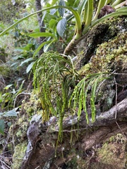 Psilotum complanatum