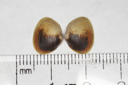 Striated Fingernailclam