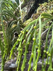 Psilotum complanatum