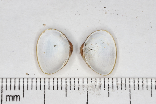 Striated Fingernailclam