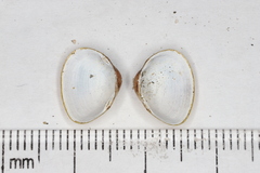 Sphaerium striatinum