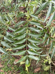 Azadirachta
