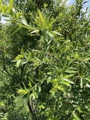 Combretum erythrophyllum