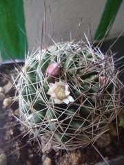 Mammillaria decipiens