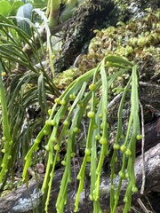 Psilotum complanatum