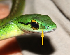 Cope's Parrot Snake photo 3