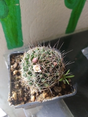 Mammillaria decipiens