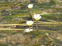 Ranunculus fluitans